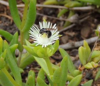 Allodape on Delosperma 2015-02-28_Rennies_14